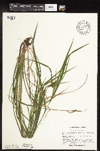Carex intumescens image