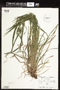 Carex intumescens image