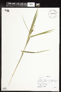 Carex intumescens image