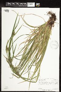 Carex intumescens image