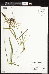 Carex intumescens image