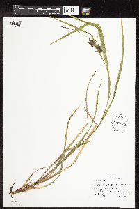 Carex intumescens image