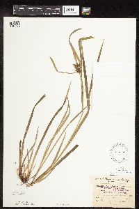 Carex intumescens image