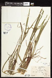 Carex intumescens image