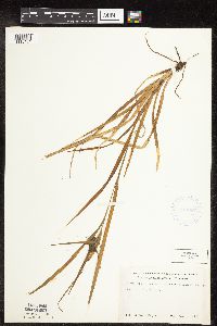 Carex intumescens image