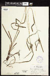 Carex intumescens image