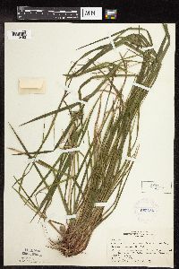 Carex intumescens image