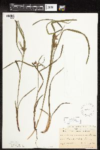 Carex intumescens image