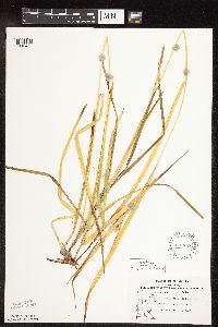 Carex intumescens image