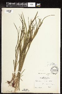 Carex intumescens image