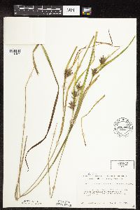 Carex intumescens image