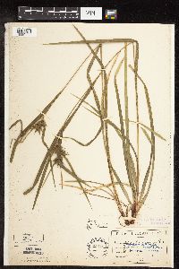 Carex intumescens image