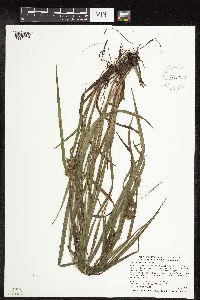 Carex intumescens image