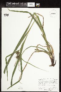 Carex intumescens image
