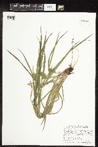 Carex intumescens image