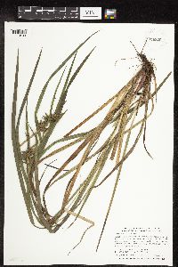 Carex intumescens image