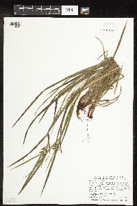 Carex intumescens image