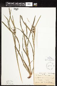 Carex intumescens image