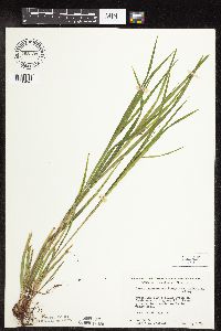 Carex intumescens image
