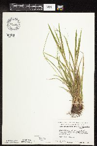 Carex intumescens image