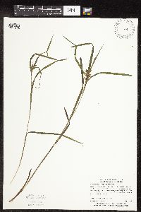 Carex intumescens image