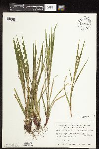 Carex intumescens image