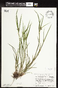 Carex intumescens image