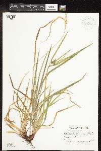 Carex intumescens image