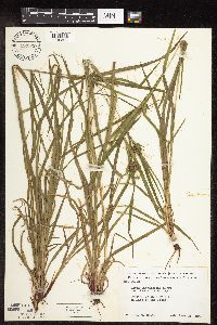 Carex intumescens image