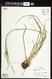 Carex intumescens image