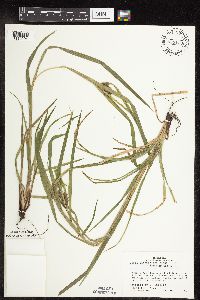 Carex intumescens image