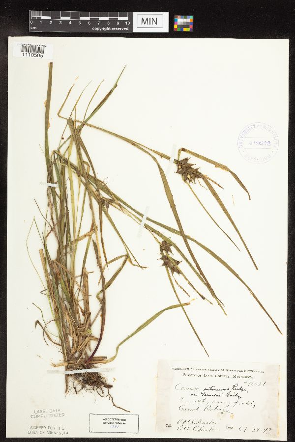 Carex intumescens image