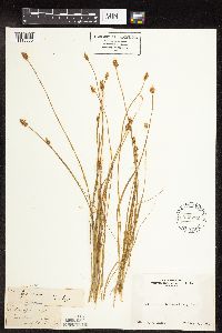Carex jonesii image
