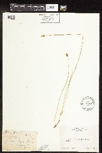 Carex jonesii image