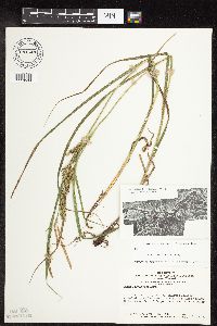 Carex laeviconica image