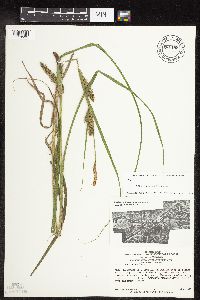 Carex laeviconica image