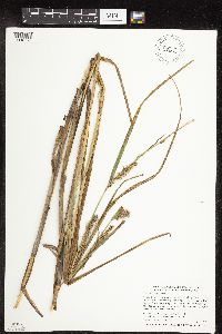 Carex laeviconica image