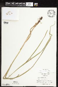 Carex laeviconica image