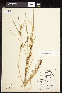 Carex laeviconica image