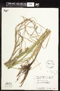 Carex laeviconica image