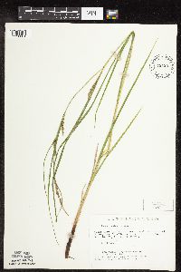 Carex laeviconica image