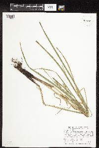 Carex laeviconica image