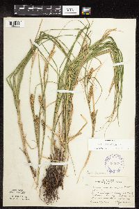 Carex laeviconica image