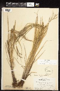 Carex laeviconica image