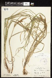Carex laeviconica image