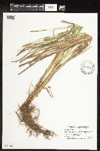 Carex laeviconica image