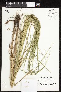 Carex laeviconica image