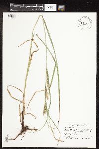 Carex laeviconica image