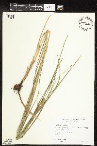 Carex laeviconica image