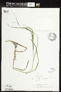 Carex laeviconica image